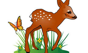 Fawn Vector Illustration